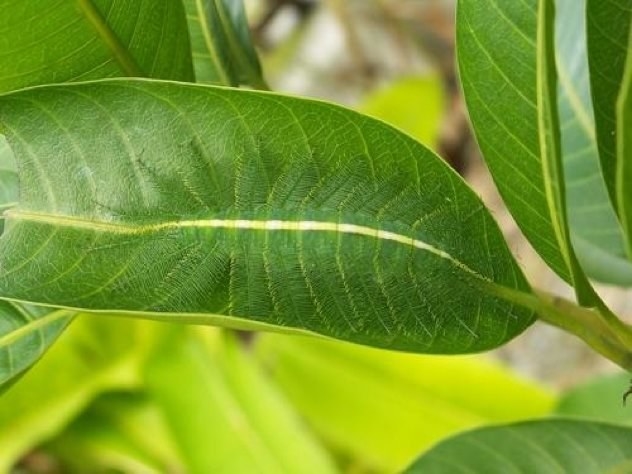 The Baron Caterpillar (Euthalia aconthea) is found in India and Southeast Asia. When born they are very tiny (4 mm) and grow to be about 45 mm. The spikes on their bodies also grow longer. Their coloration and spikes allow them to camouflage themselves on the leaves of plants, hiding from predators until they reach maturity. They are often considered a pest because they feed upon mango trees like the one pictured above. Their camouflage may also help them avoid angry farmers (Mother Nature Network).