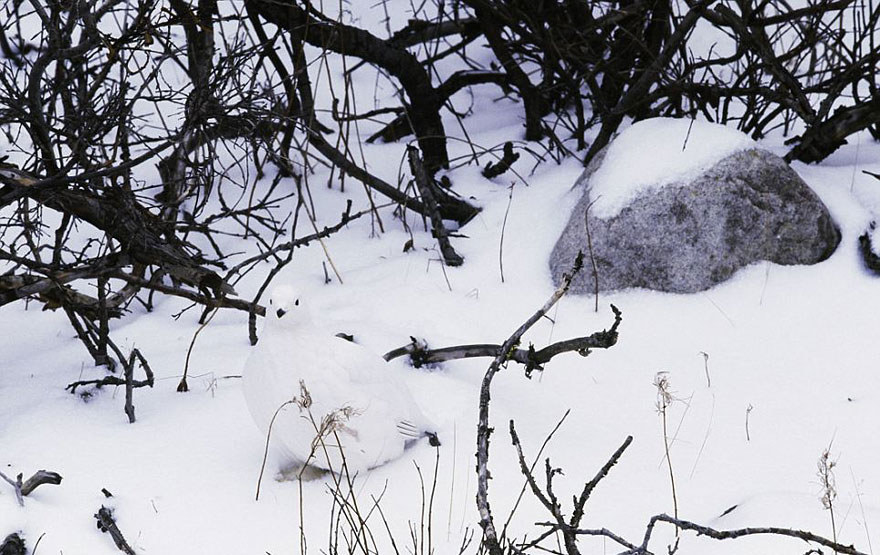 The Willow Grouse (Lagopus lagopus) is a species of the pheasant family, Phasianidae, that is found primarily in the arctic tundra. It is the state bird of Alaska and inhabits a large range of habitat across northern latitudes. Willow grouse are mostly brown in the summer, but turn almost entirely white during the winter. They are herbivorous and feed on various plant materials. Their camouflage helps to hide them from predators as well as hunters. They are commonly hunted in nearly all areas of their distribution (http://www.iucnredlist.org).