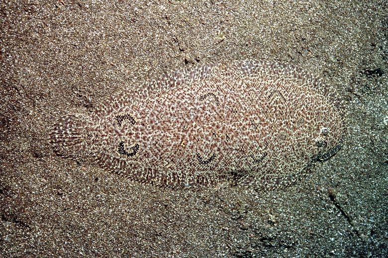 The stone flounder (Kareius bicoloratus) is a flatfish that lives on sandy and muddy bottoms in coastal areas. They may inhabit salt water, brackish water, and fresh water, and can be found living up to 450 feet below sea surface. They feed on microscopic organisms that live on, in, or near the sea floor. The stone flounder can match its appearance with its environment using chromatophores, which are specialized skin cells containing pigments that can change appearance. For instance, when these fish swim near the water surface, they appear almost see-through (http://www.fishbase.org).