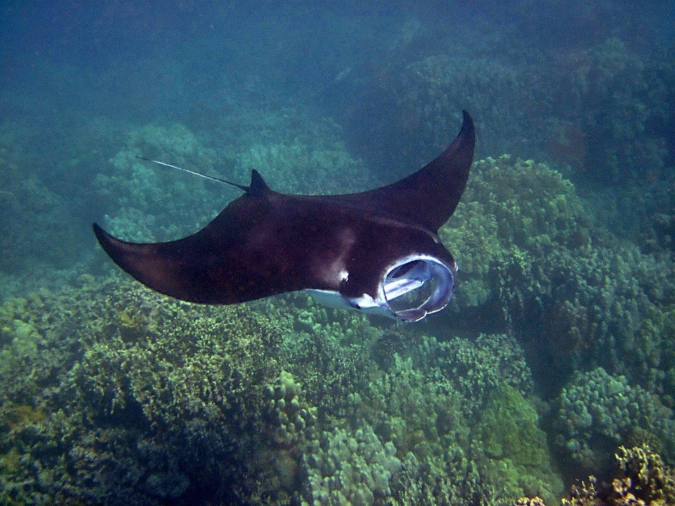Dolphin and whale watching are quite well-known spectator sports in the Maldives, however, did you know that at certain resorts, you can observe hoards of manta rays as they flock to the shores to be fed? Well, know you do! What’s more, you’re often allowed to feed them too!