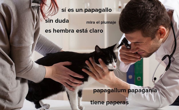 Como Hacer Para Que Mi Periquito No Me Tenga Miedo