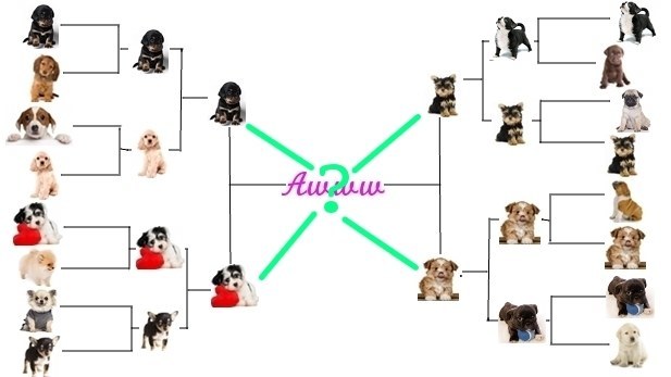 Puppy bracket