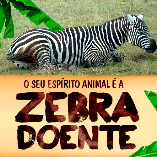 ZEBRA DOENTE