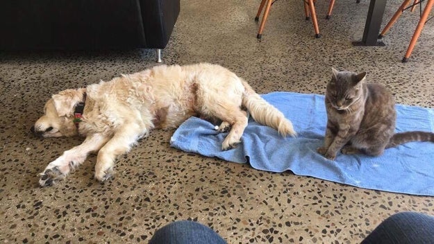 Oscar is now being looked after by Chomper, Sarah's pet cat. He's the one on the right looking kinda pissed that Oscar is on his blanket.