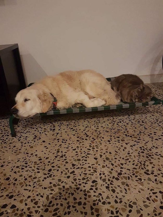 Sarah got Oscar from a 