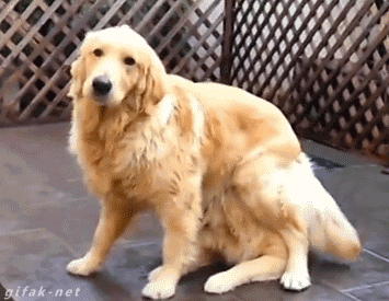 You have a golden retriever
