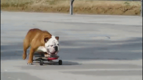 You have a bulldog
