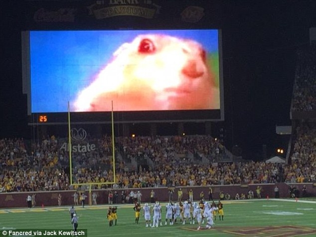 It's not a gopher- it's a prairie dog
