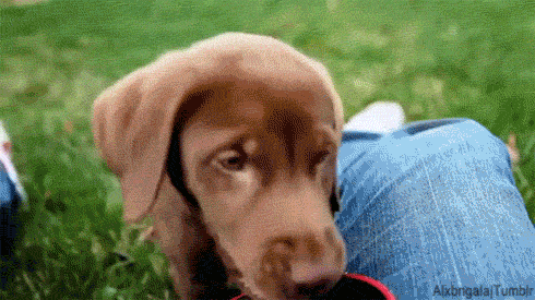 You have a labrador retriever