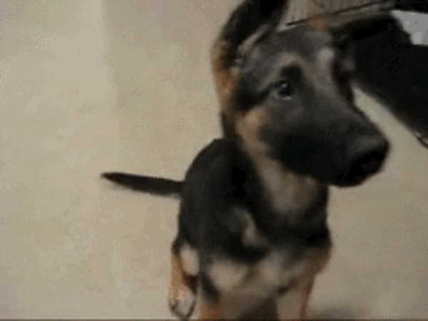 You have a German shepherd