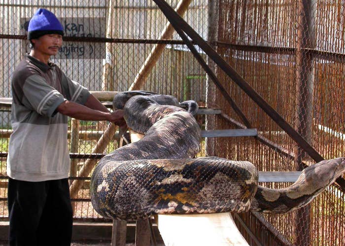 A Missing Man Was Found Dead Inside A Giant Python