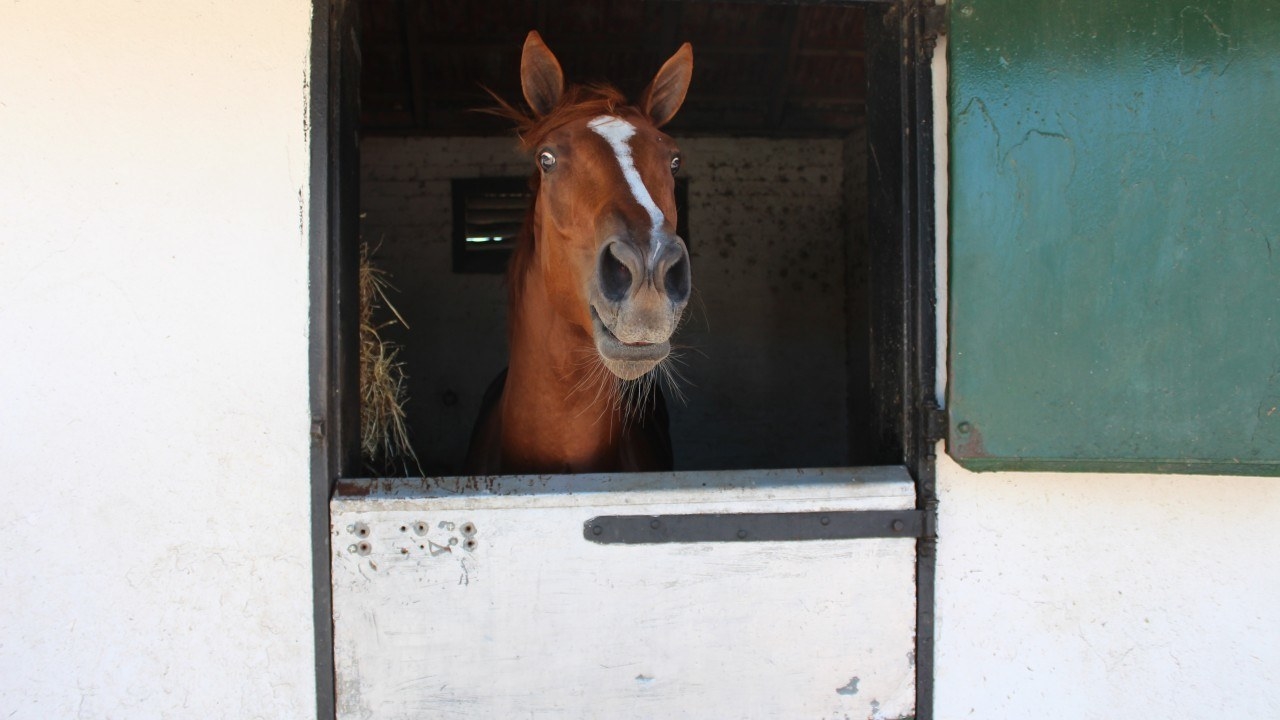 競走馬に ドナルド トランプ と名付けたらngに 今度は フェイク ニュース に