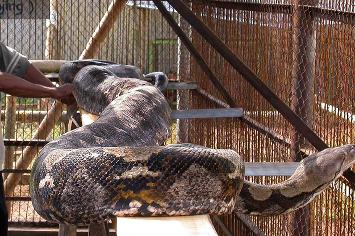 A Missing Man Was Found Dead Inside A Giant Python