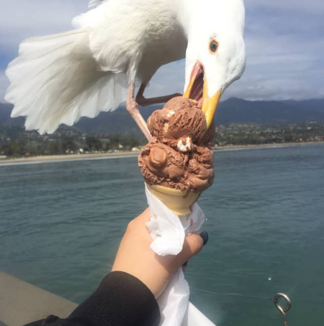 This Girl Captured The Exact Moment A Seagull Stole Her Ice Cream And It S Intense