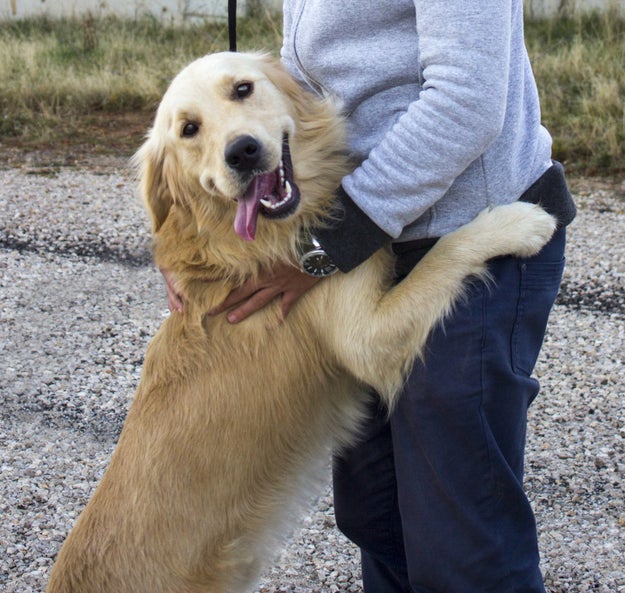 As 10 profissões do seu cachorro.