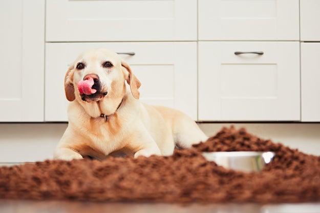 As 10 profissões do seu cachorro