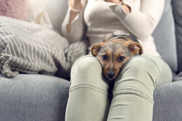 As 10 profissões do seu cachorro