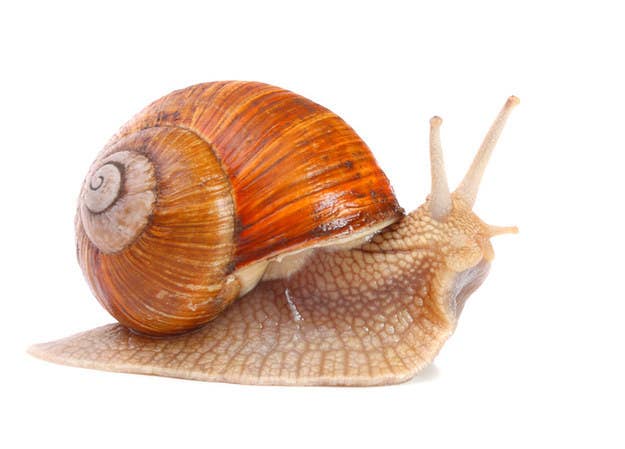 Image result for snail