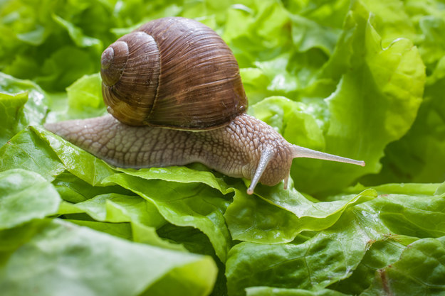 Better Tomorrow Snail