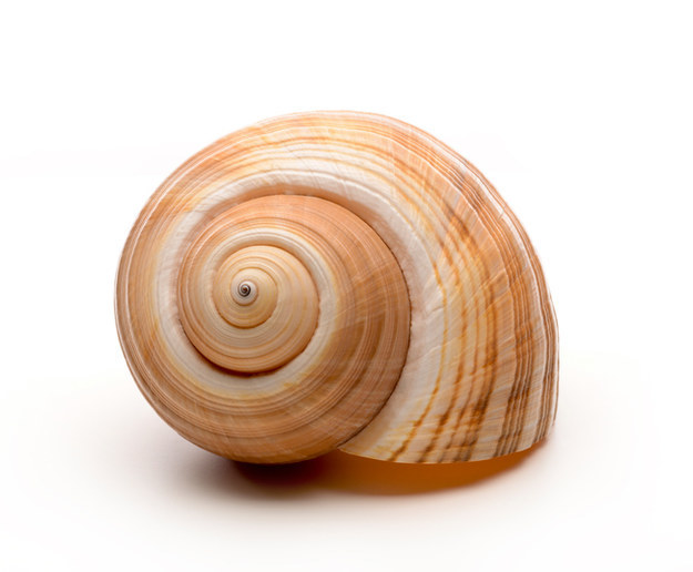 Choose A Snail And Learn A Deep Truth