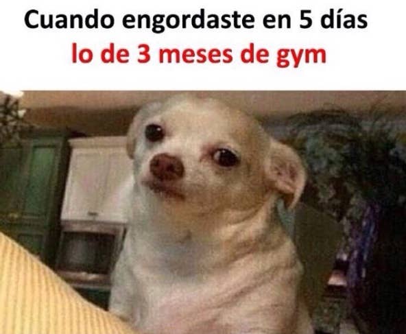 Resultado de imagen para memes de perros