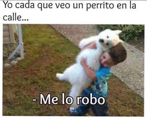 28 Memes De Perros Que Te Haran Derramar Lagrimas De Risa Fue la primera en probar la penetracion de mirio. 28 memes de perros que te haran