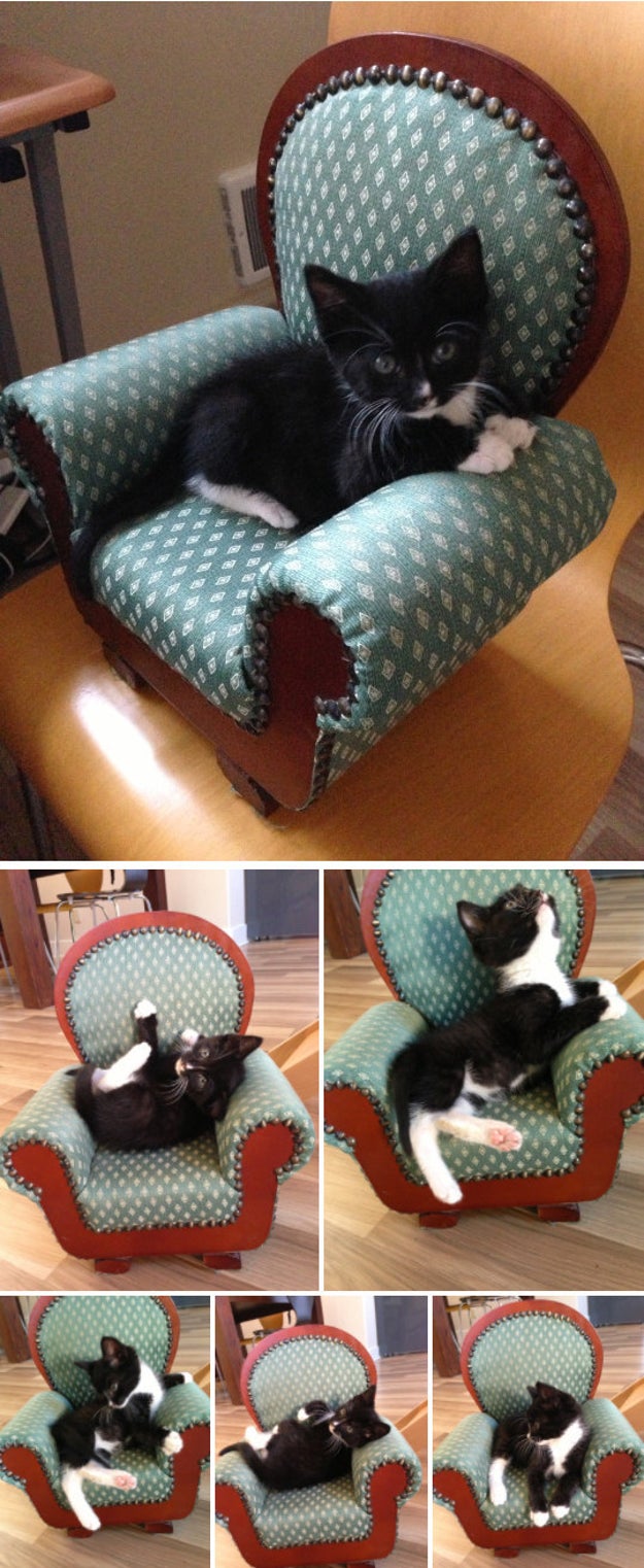 Just right kitten chair, fits all positions Sub-buzz-18505-1488566436-7