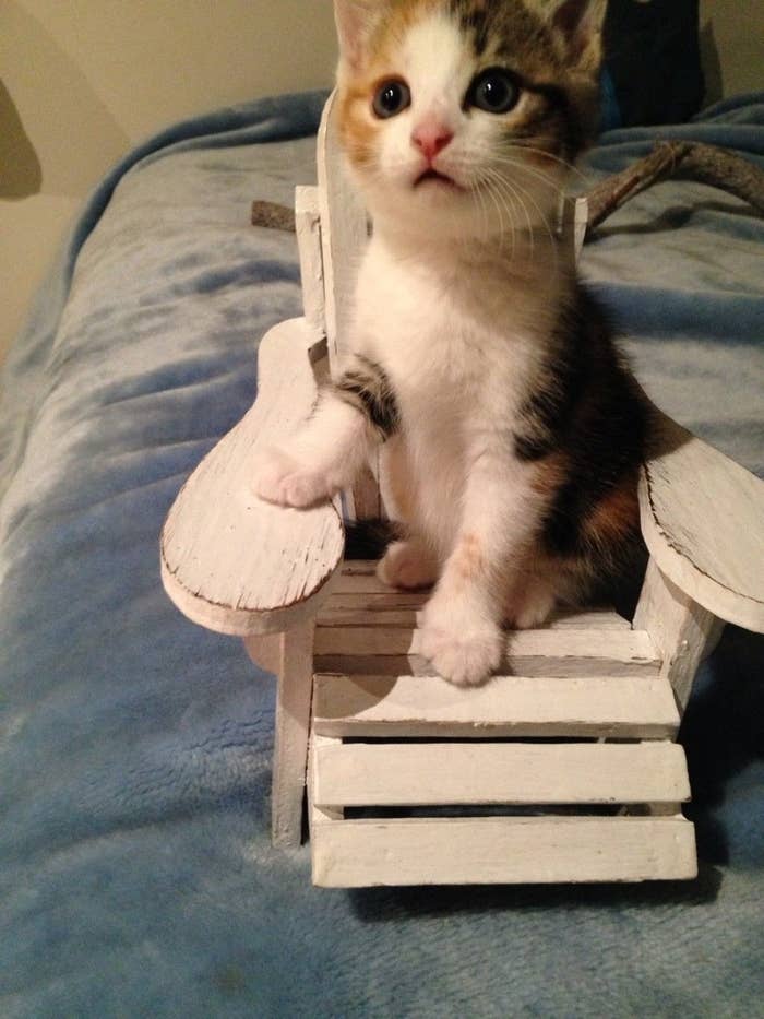 Literally Just A Bunch Of Photos Of Cats Sitting In Tiny Chairs