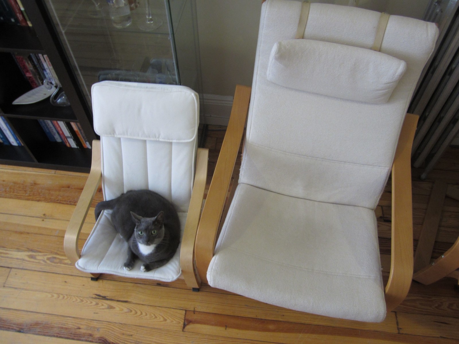 cat armchair