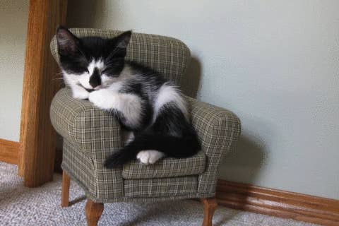 Literally Just A Bunch Of Photos Of Cats Sitting In Tiny Chairs