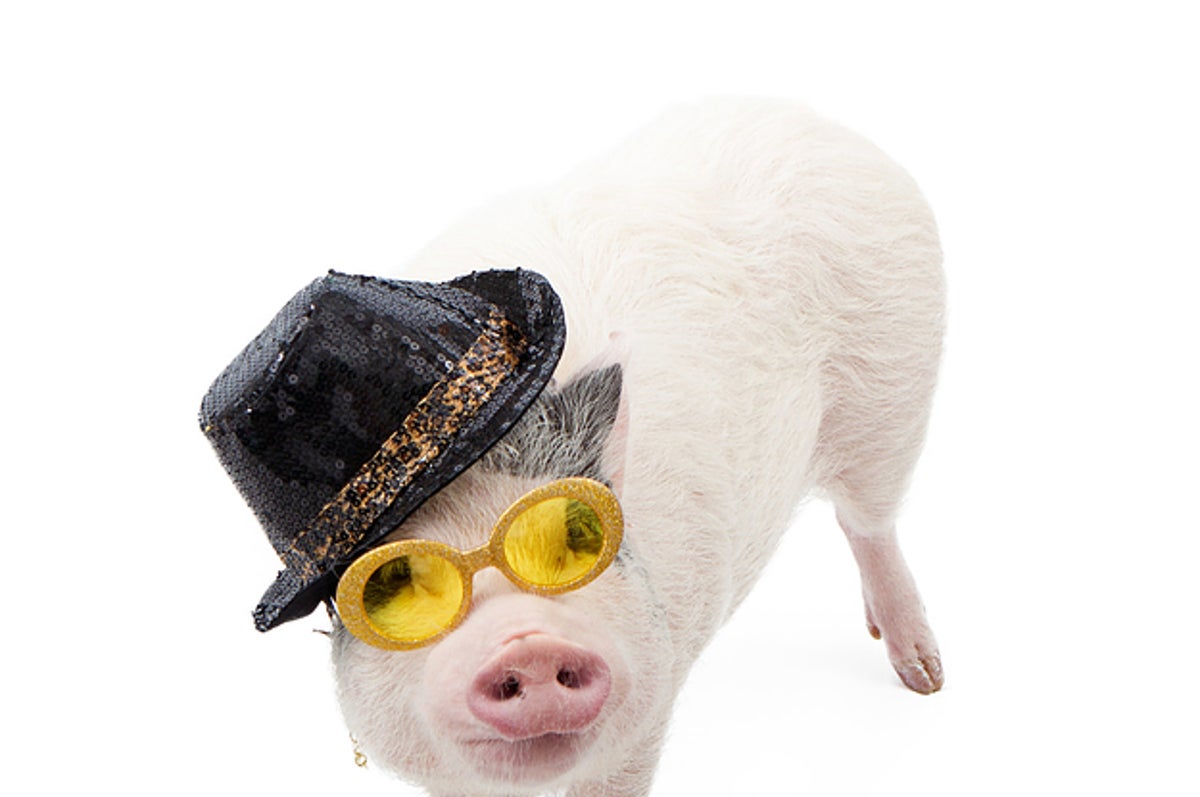 今すぐ飼いたい 可愛いすぎるミニブタ ブー