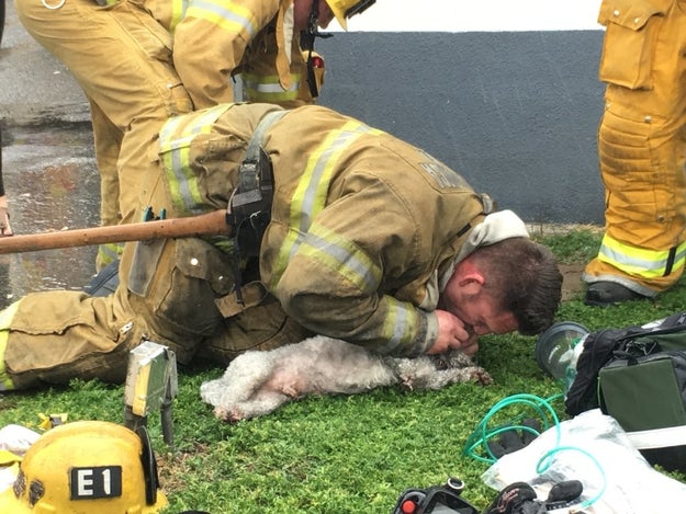 This fireman performing CPR on a dog that was caught in a fire.