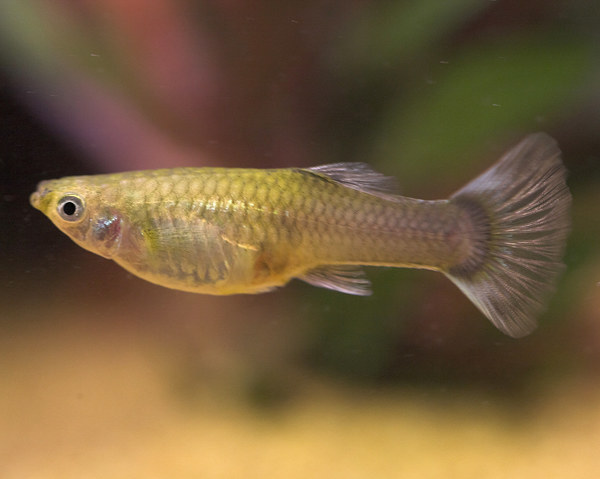 Guppy
