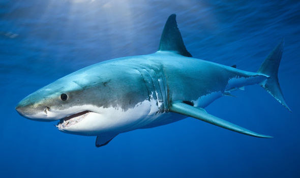Great White Shark