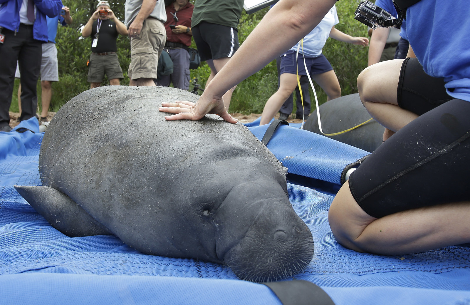 manatees-are-no-longer-endangered-because-good-things-can-still-happen