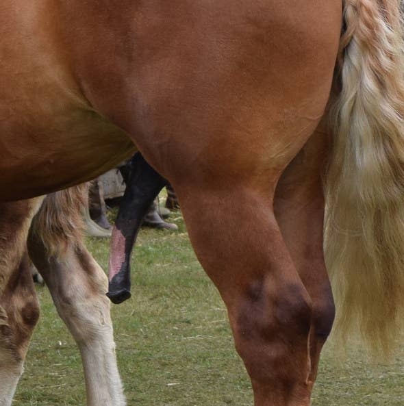 21 Penis D Animaux Qui Vont Vous Degouter Du Sexe Pour De Bon La queue de cheval steakhouse. 21 penis d animaux qui vont vous