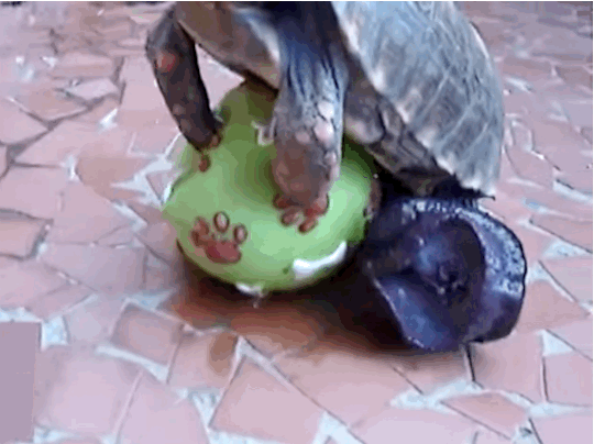 Schildkrötenpenis