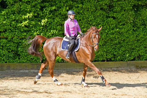 Best of all, you can get away from the crowds, the noises, the traffic, the buildings. One way that you can really maximize all of this is to go horseback trail riding. Trail riding offers us the opportunity to see the world in a unique way, to enjoy the outdoors while enjoying the greatest sport on earth - horseback riding. Families can plan beach or tropical vacations where horseback riding is available. Or, they can plan their entire trip around the very great idea of trail riding, such as by planning a trip to a western dude ranch.Trail riding is probably what most horses would choose to do if they were allowed to make a choice on what work they do. Most horses seem to enjoy going down the trail. There are lots of options for great summer vacations, but if you own a horse or horses, you might be considering a Trail Ride. Trail riding can burn up to 500 calories an hour, and so is a great form of exercise to stay trim and help keep off unwanted pounds.It may appear to be quite a relaxing sport to the inexperienced. In fact, high level horse riding requires a good deal of strength and ability which is built up by work and time. A mentor is somebody who can be referred to at any time over such matters as riding techniques, care of horses, tack, riding development, and just to give encouragement and develop the passion just like any other social occasion, attendees at a horse show are expected to maintain certain standards of behavior. Horse that is trained well enough to be safe riding out on the trail knows basic commands and is obedient under stress; doesn't panic easily.Your horse doesn't know much about human social niceties, so you're responsible for making sure he behaves. Keep the following in mind when handling your horse at a show.There is no doubt that prior to start learning horse riding much time can be saved by reading up on the basics of horse behavior, technique, equipment, maintenance, and all the many pleasant activities available to horse riders. Trail riding is a long distance travel. It requires calmness, obedience, and endurance of the horse to ensure the safety of its rider. Proper training for the horse is very important to prepare them for the long and challenging trail ride. Good manners should not stop once you have gotten yourself and your horse ready for the ride. It is more important to follow basic farm riding etiquette rules once you have set out on your ride.Horseback riding, like any other hobby or sport, has its own rules of etiquette which should be followed in order to fit in well and have an enjoyable and safe experience. Following basic trail etiquette can help ensure the safety of you, your horse and others who ride with you. But just as importantly, it can keep the trails open to horses. Tie a red ribbon on horses that might kick. If your horse has a tendency to kick at other horses when they get too close, tie a red ribbon at the base of his tail to warn others to keep a distance. For the safety and enjoyment of everyone involved, both you and your horse should follow established horse show etiquette. If you are planning a trip around trail riding, ask for recommendations before booking your trip travel agents may be a good source, but also search online for reviews. The added psychological and social benefits make horse riding a great choice for those wishing to exercise and be part of a social and fun environment.