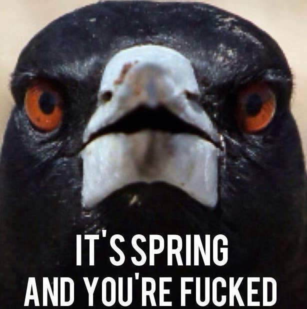 Just 100 Really Fucking Funny Memes About Australia