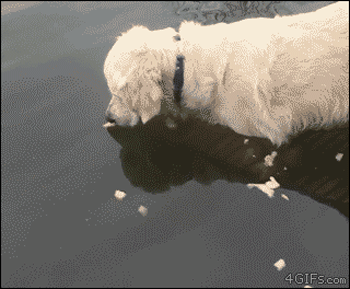 As far as your baby knows, fish don't even exist.