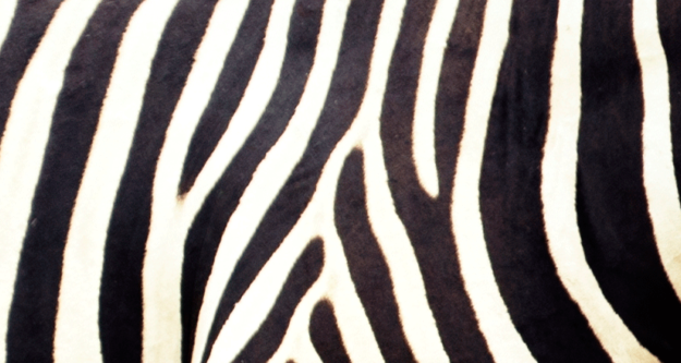 animals with stripes animals with stripes