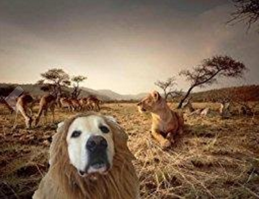 16 Dogs In Lion Costumes Who Ll Make You Scream Because You Honestly Thought You Saw A Lion