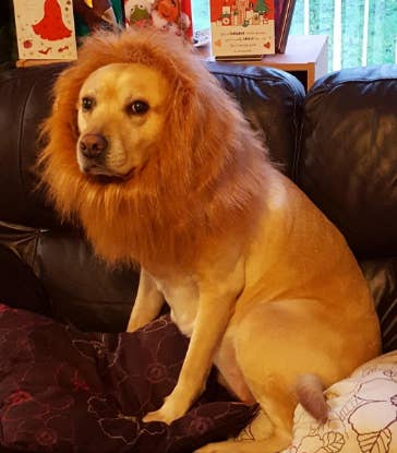 golden retriever dressed as lion Gilded in Gold Chain Dress main image 1