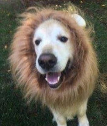 16 Dogs In Lion Costumes Who'll Make You Scream Because You Honestly Thought You Saw A Lion 16 Dogs In Lion Costumes Who'll Make You Scream Because You Honestly Thought You Saw A Lion