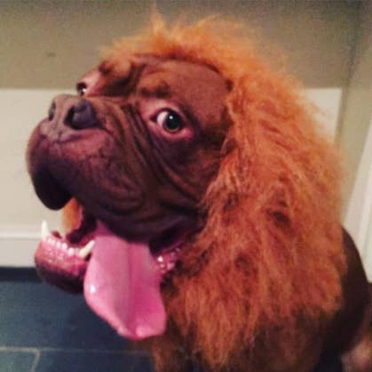 16 Dogs In Lion Costumes Who Ll Make You Scream Because You Honestly Thought You Saw A Lion