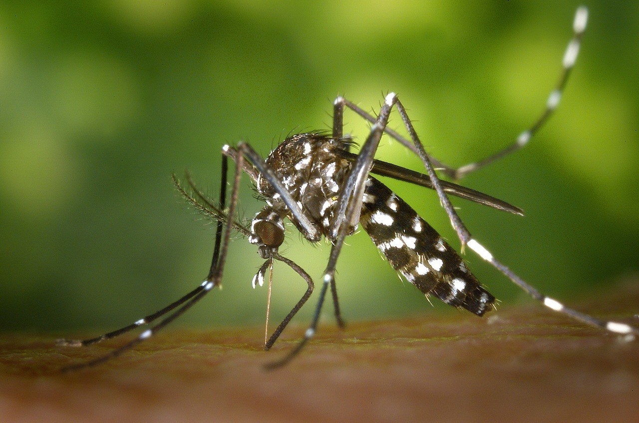 Uh ... because, duh — Zika.