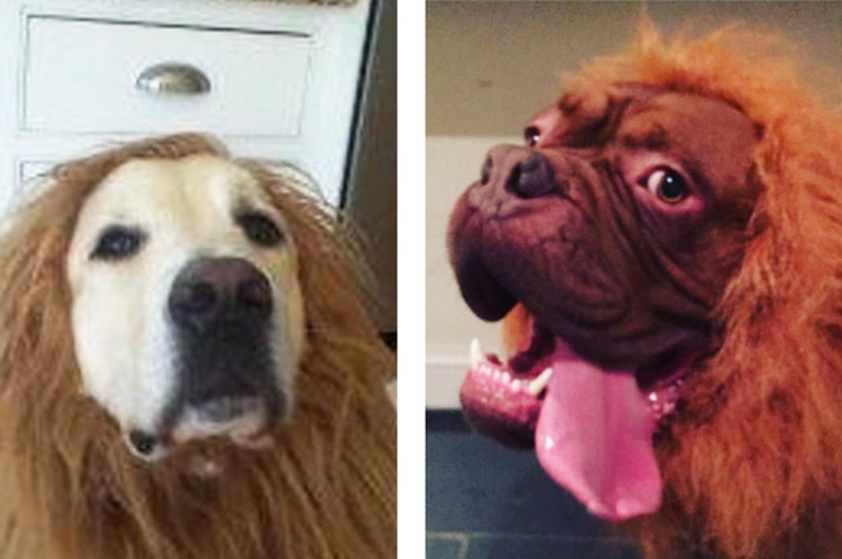 16 Dogs In Lion Costumes Who Ll Make You Scream Because You Honestly Thought You Saw A Lion