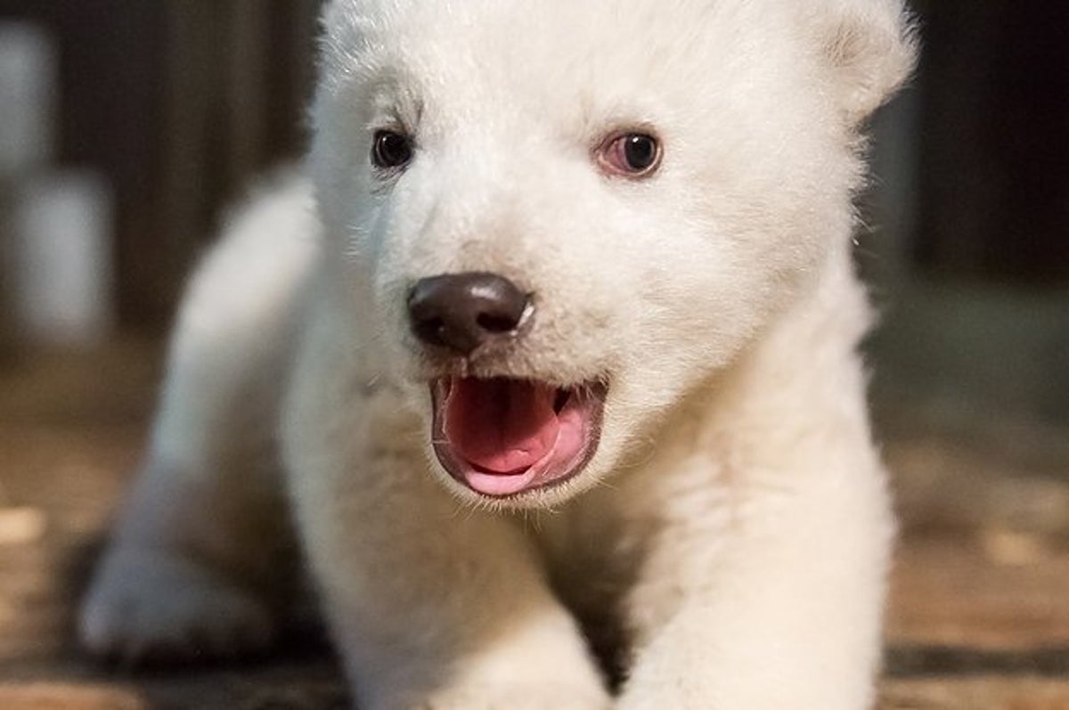 A Beloved Polar Bear Cub In Berlin Has Died And People Are Devastated