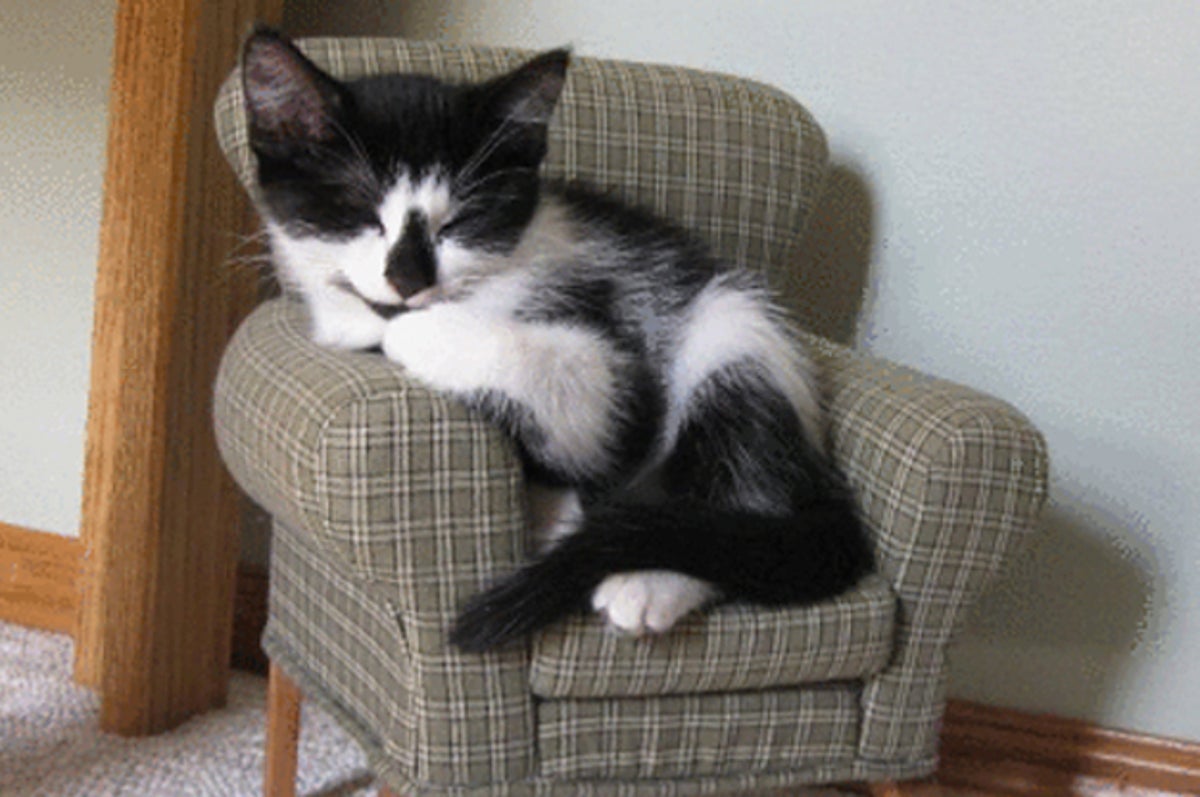 fluffy cat sitting