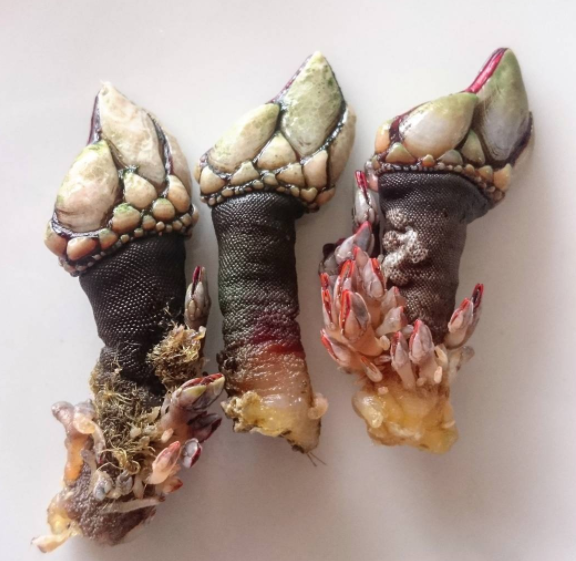 Like maybe you've seen goose barnacles IRL, which are rare and gorgeous and supposedly DELICIOUS.